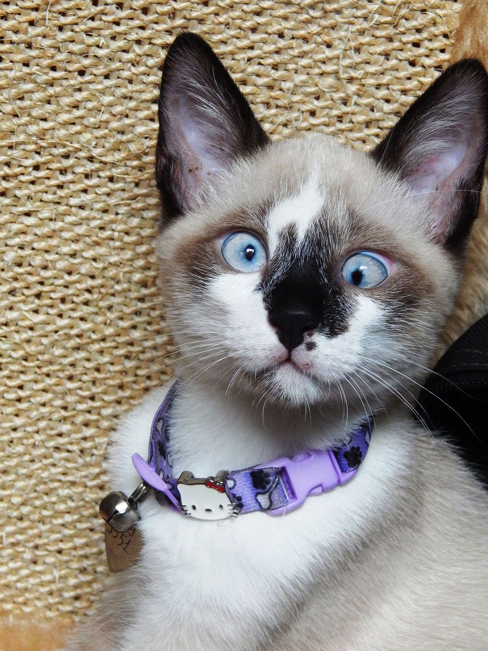 Fashion types of siamese kittens