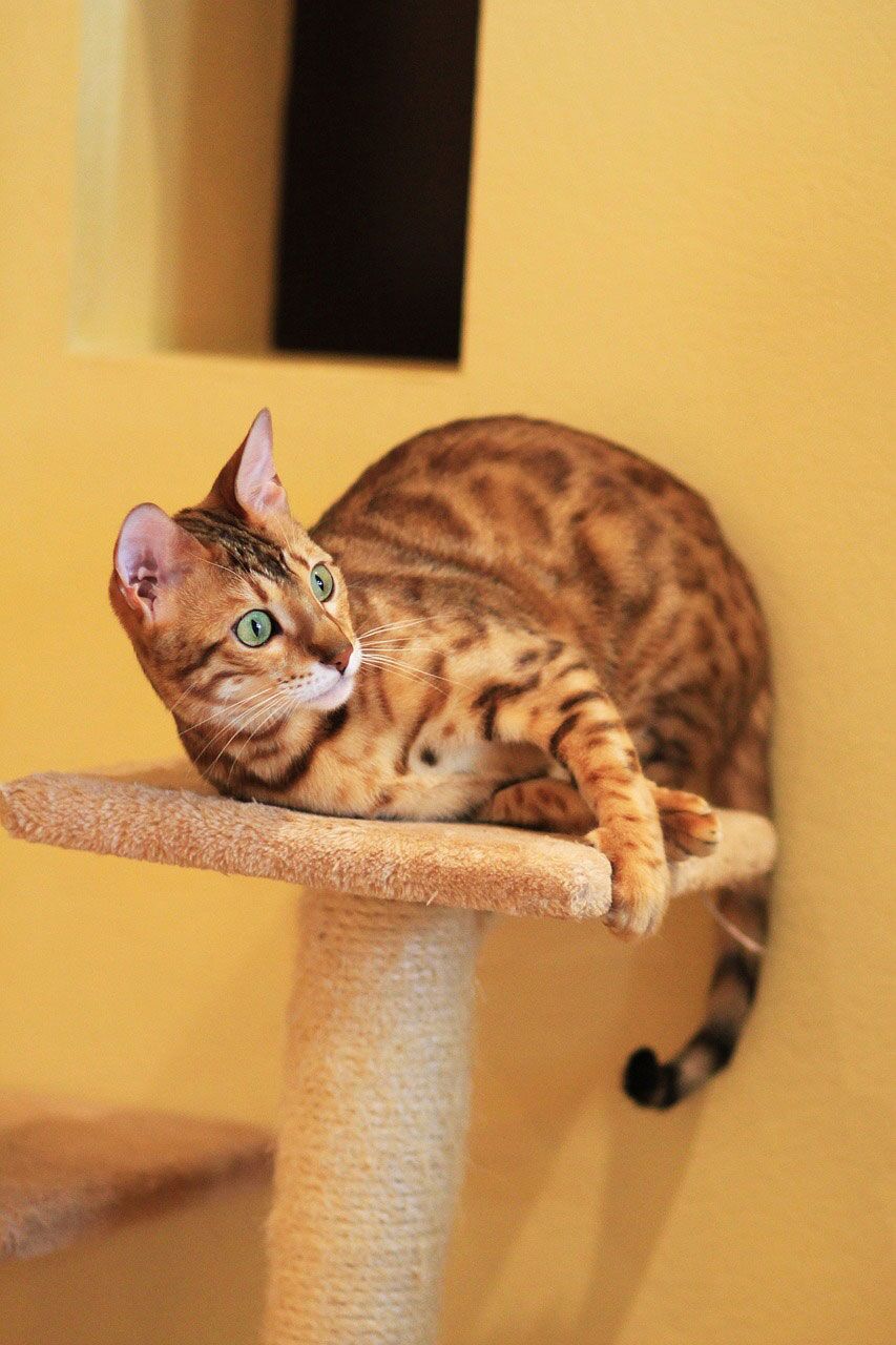 Bengal Cats Everything you need to know about them