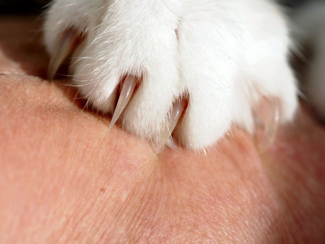 Cat nail scratch fashion