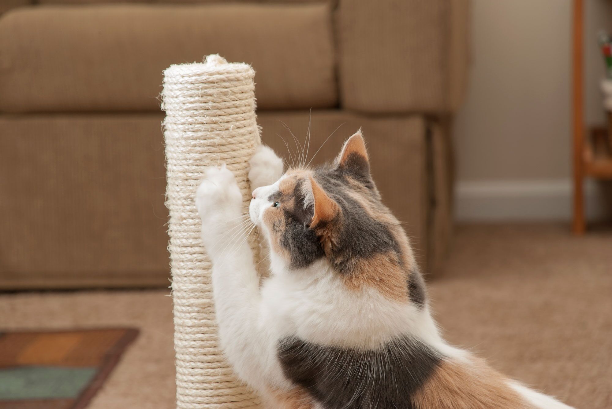 Cat scratching Why cats do it and how to prevent it