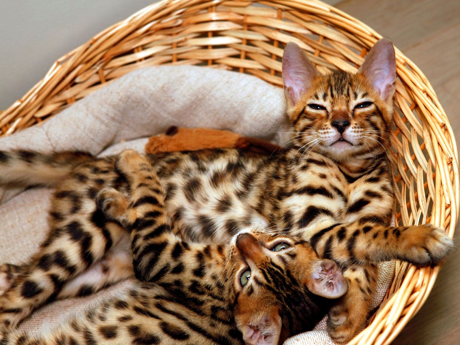 Bengal Cat Breed: Size, Appearance & Personality