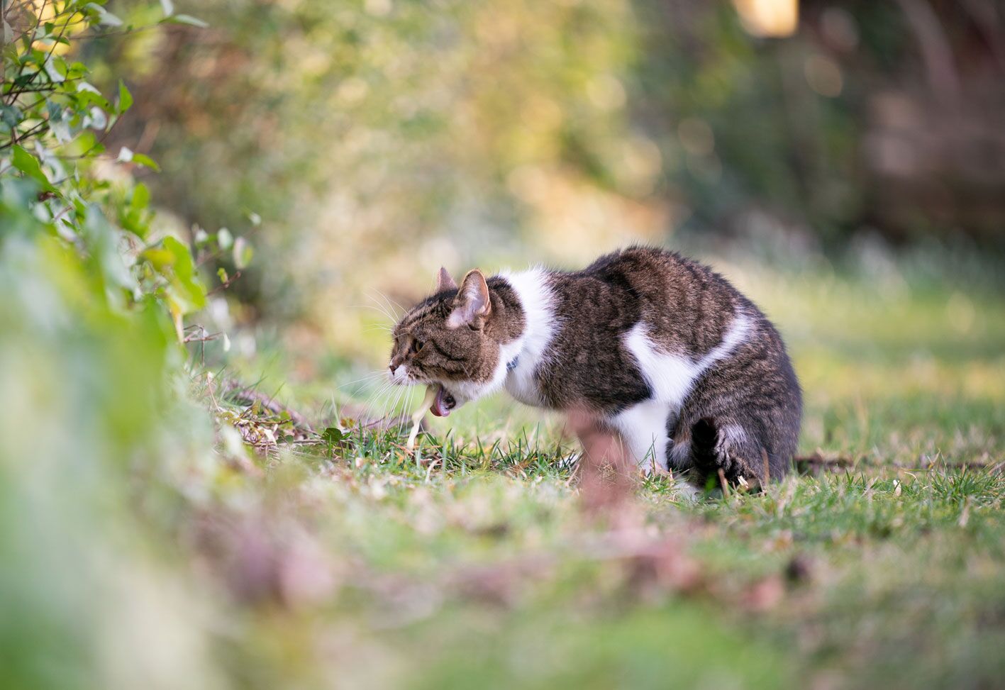 Is Neosporin Safe for Cats?